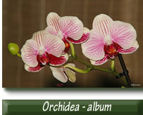Kürti Dezső - kdezsoe - Orchidea album